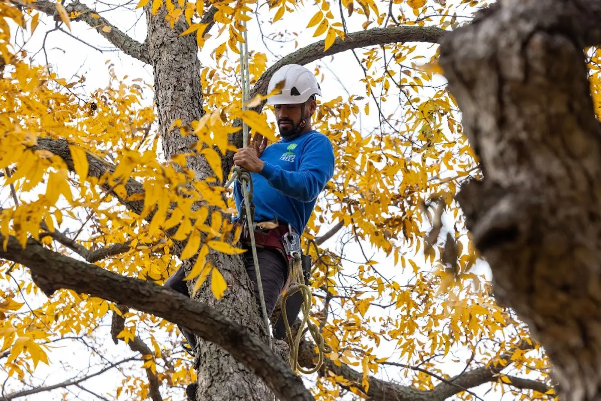 Skilled Tree Planting crew working in Monroeville